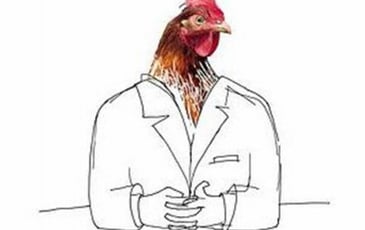 Pourquoi les Poules Préfèrent Être Élevées en Batterie
