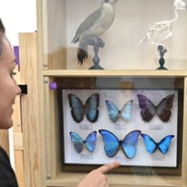 Les Popup de l'Histoire Naturelle