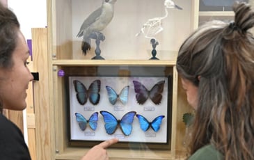 Les Popup de l'Histoire Naturelle