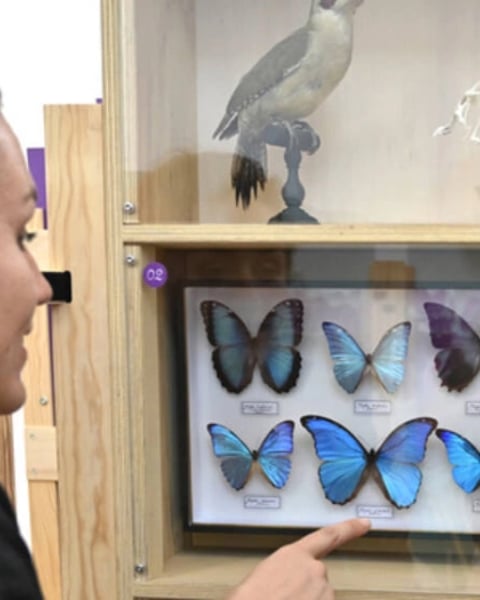 Les Popup de l'Histoire Naturelle