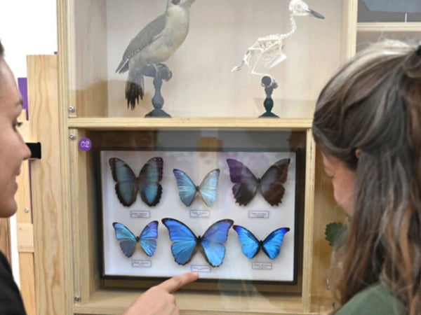 Les Popup de l'Histoire Naturelle